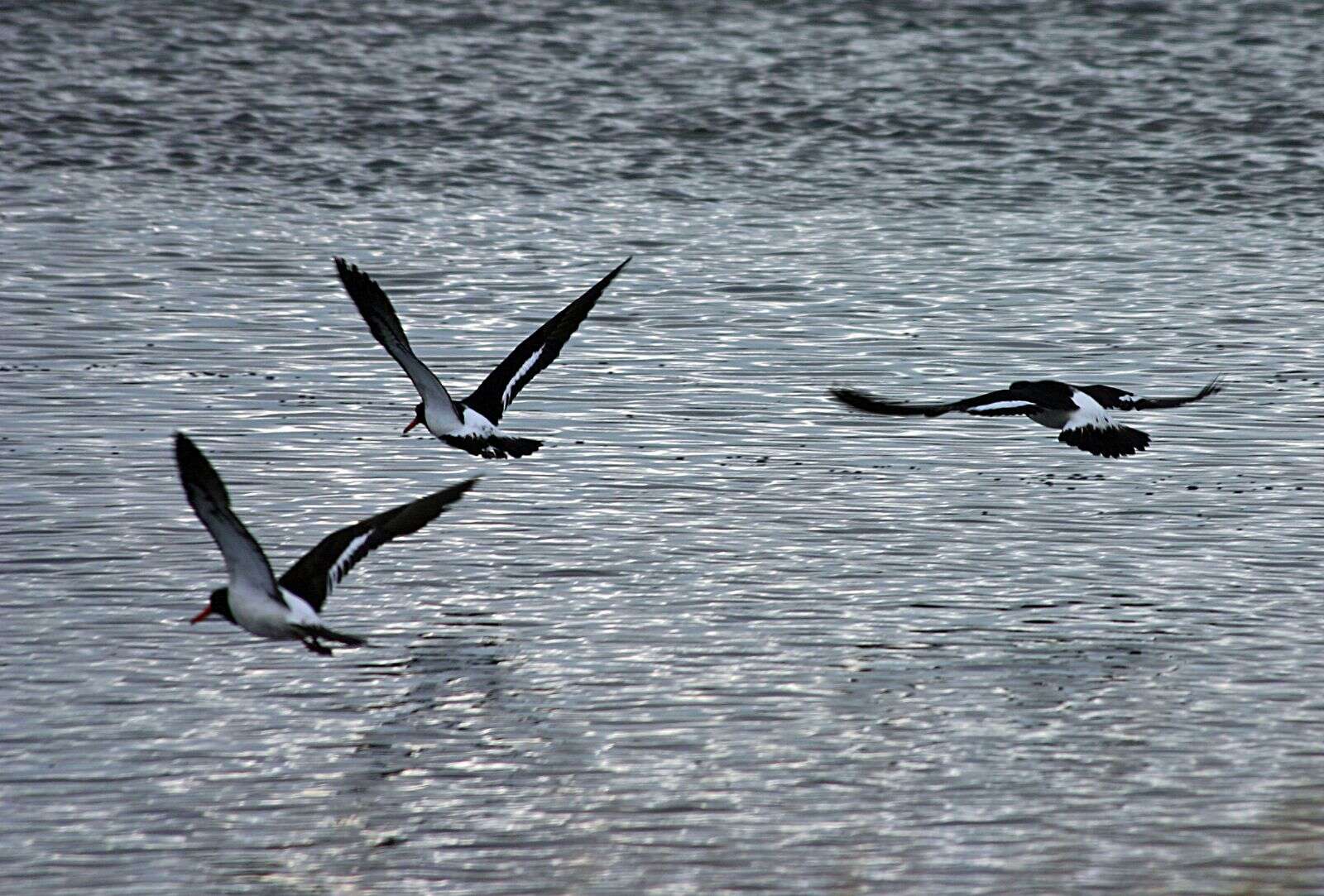 Image of oystercatchers