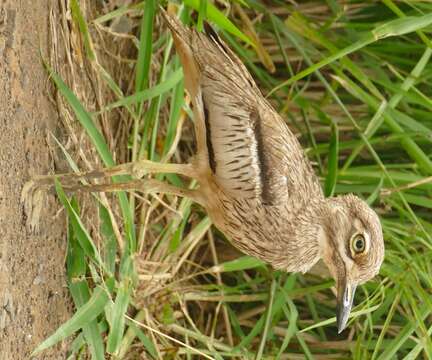 Plancia ëd Burhinus vermiculatus (Cabanis 1868)