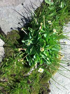 Image of white marsh marigold