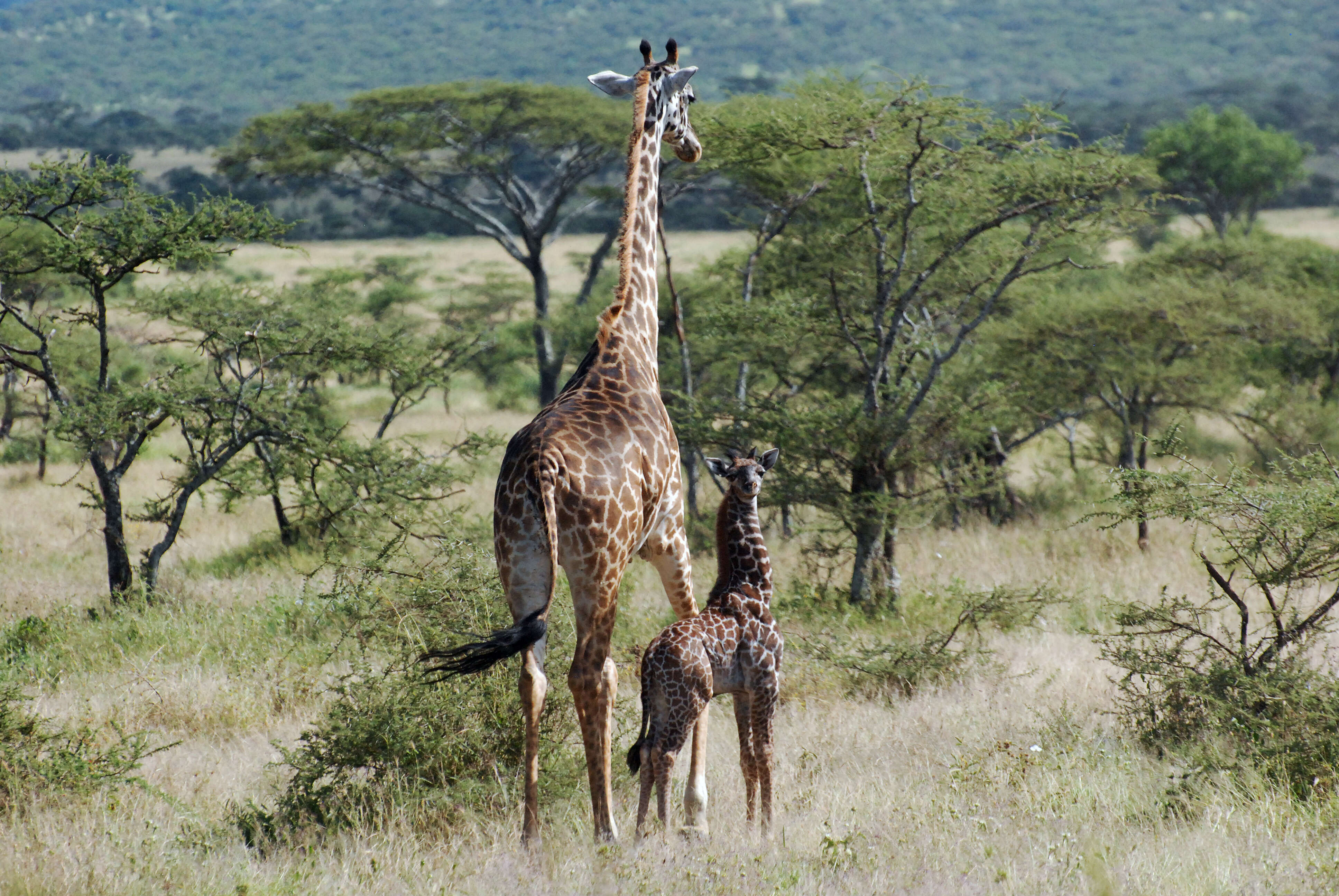 Plancia ëd Giraffa camelopardalis (Linnaeus 1758)