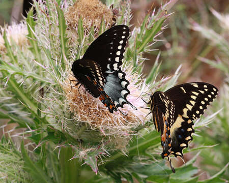 Image of Spicebush swallowtail