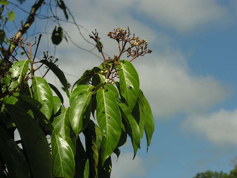 Imagem de Nectandra membranacea (Sw.) Griseb.