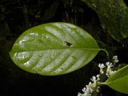 Image of Schlegelia parviflora (Oerst.) Monach.