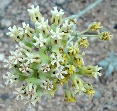 Image of rush milkweed