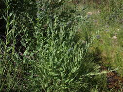 Image of tall fringed bluebells