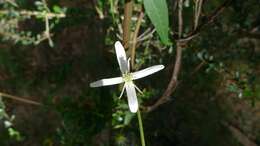 Image of Clematis glycinoides DC.