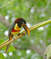 Image of Aracari