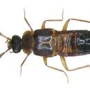 Imagem de Myrmechusina dianiensis Pace 2008