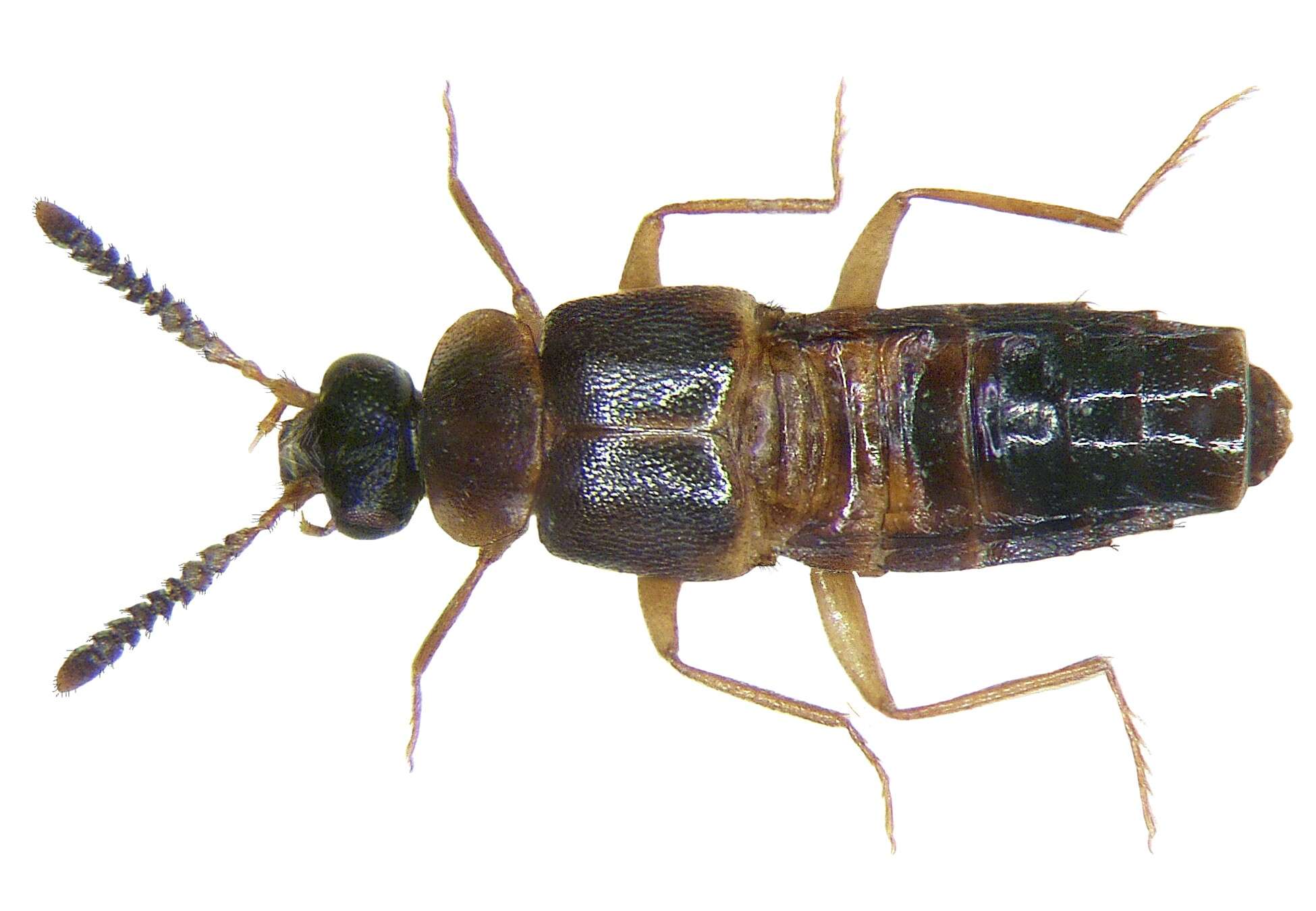 Image of Myrmechusina