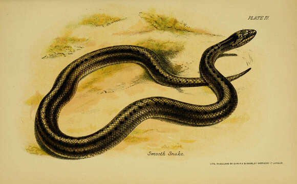 Image of Smooth Snakes