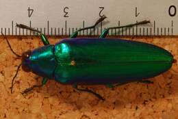 Image of metallic wood-boring beetle