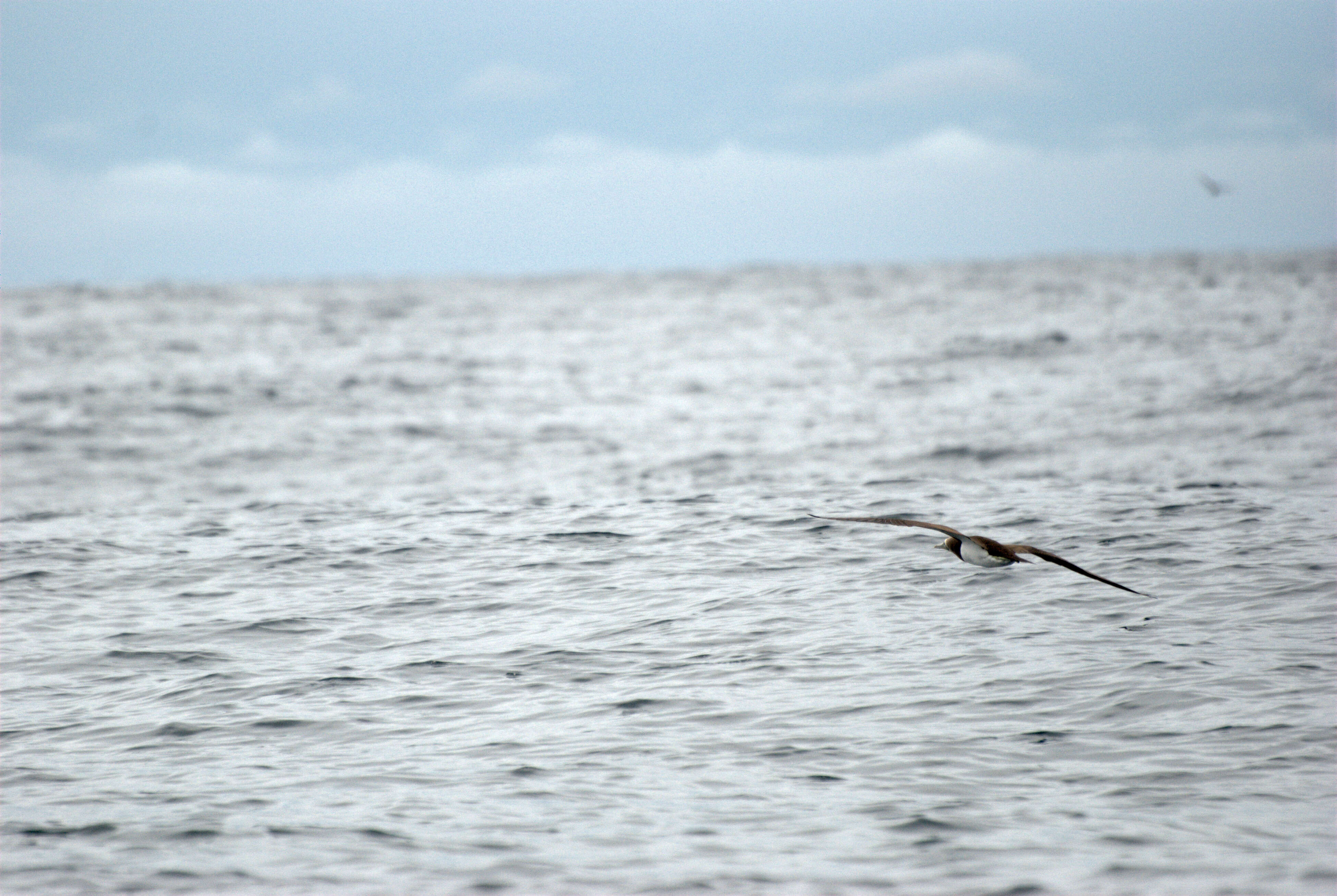 Image of gannets and boobies