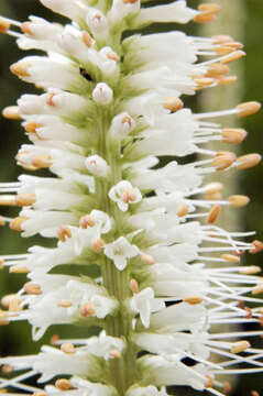 Image de Veronicastrum virginicum (L.) Farw.