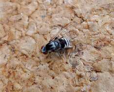 Image of flat-footed flies