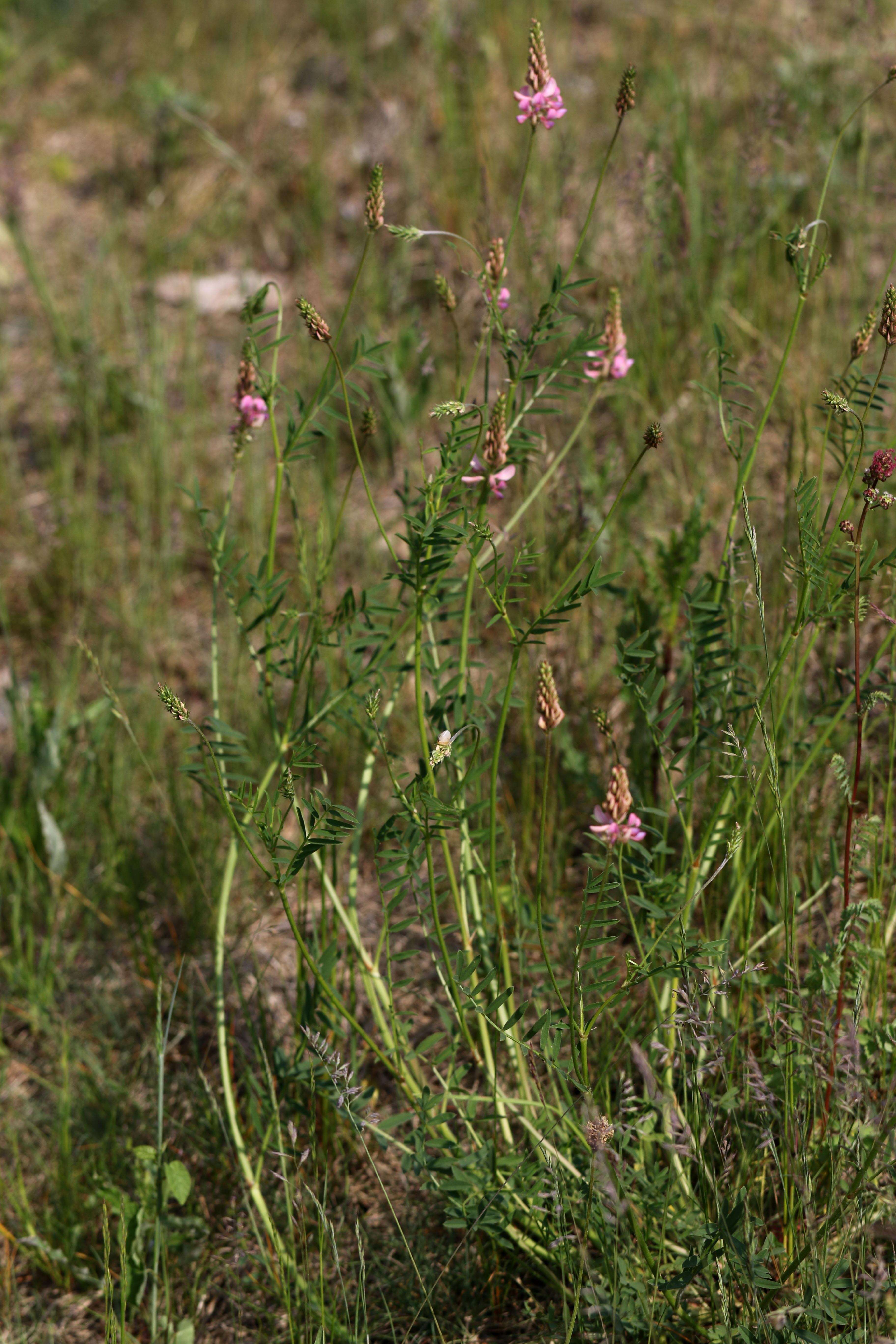 Plancia ëd Onobrychis