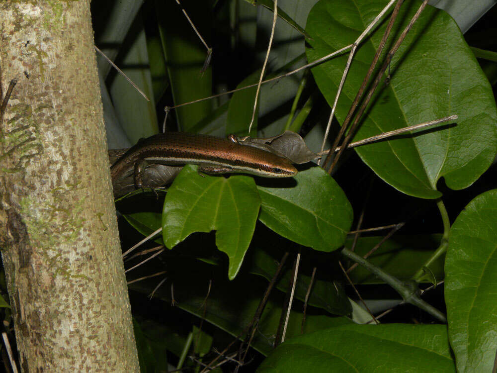 Image of Central American Mabuya