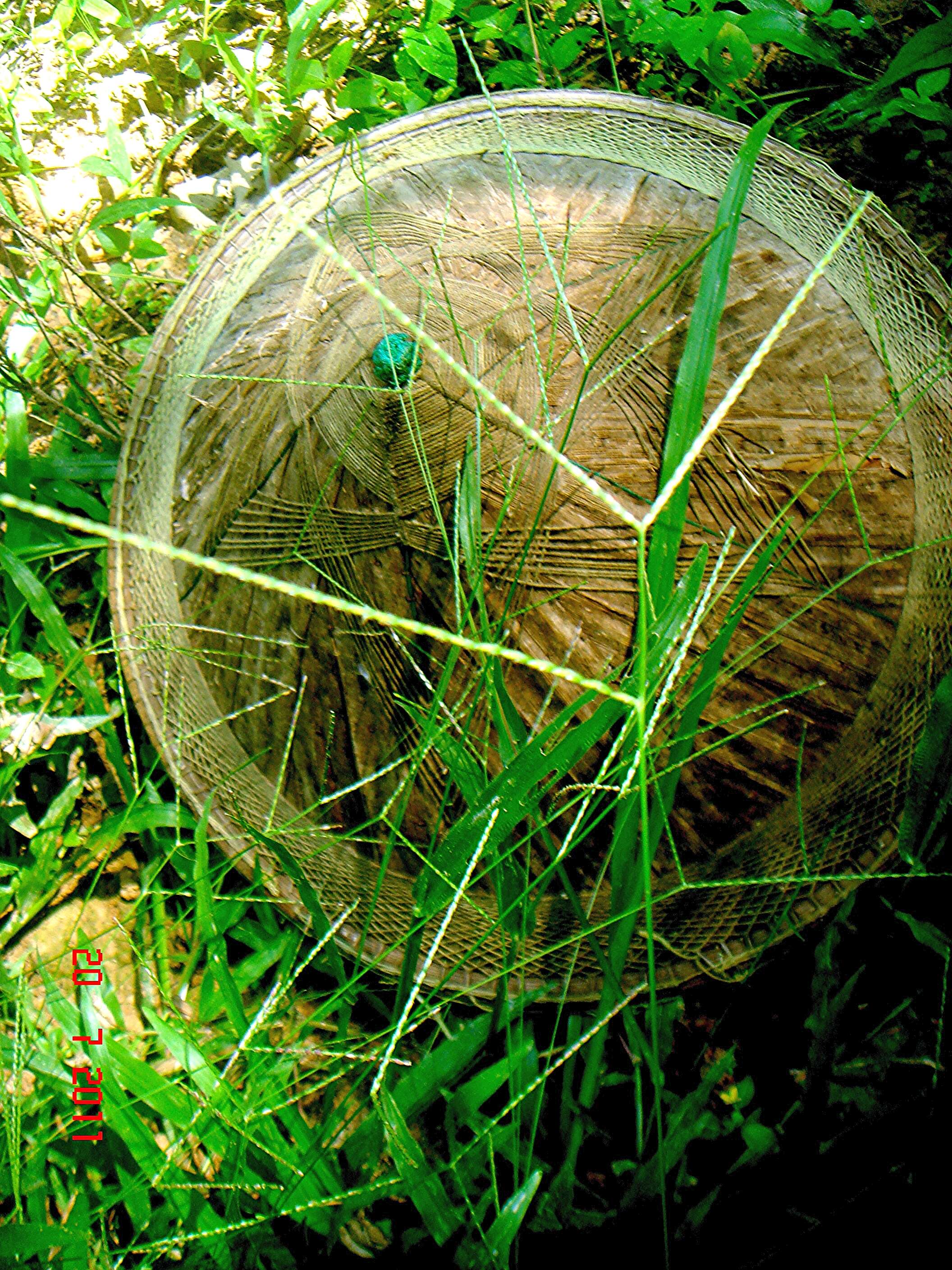 Image of carpetgrass