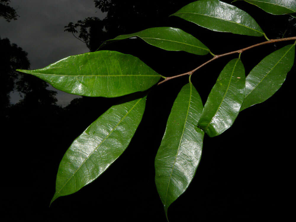 Image of Guiana brosimum