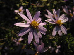 Image de Olearia muelleri (Sonder) Benth.