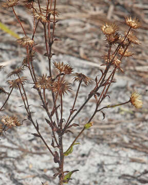 Image of scrubland goldenaster