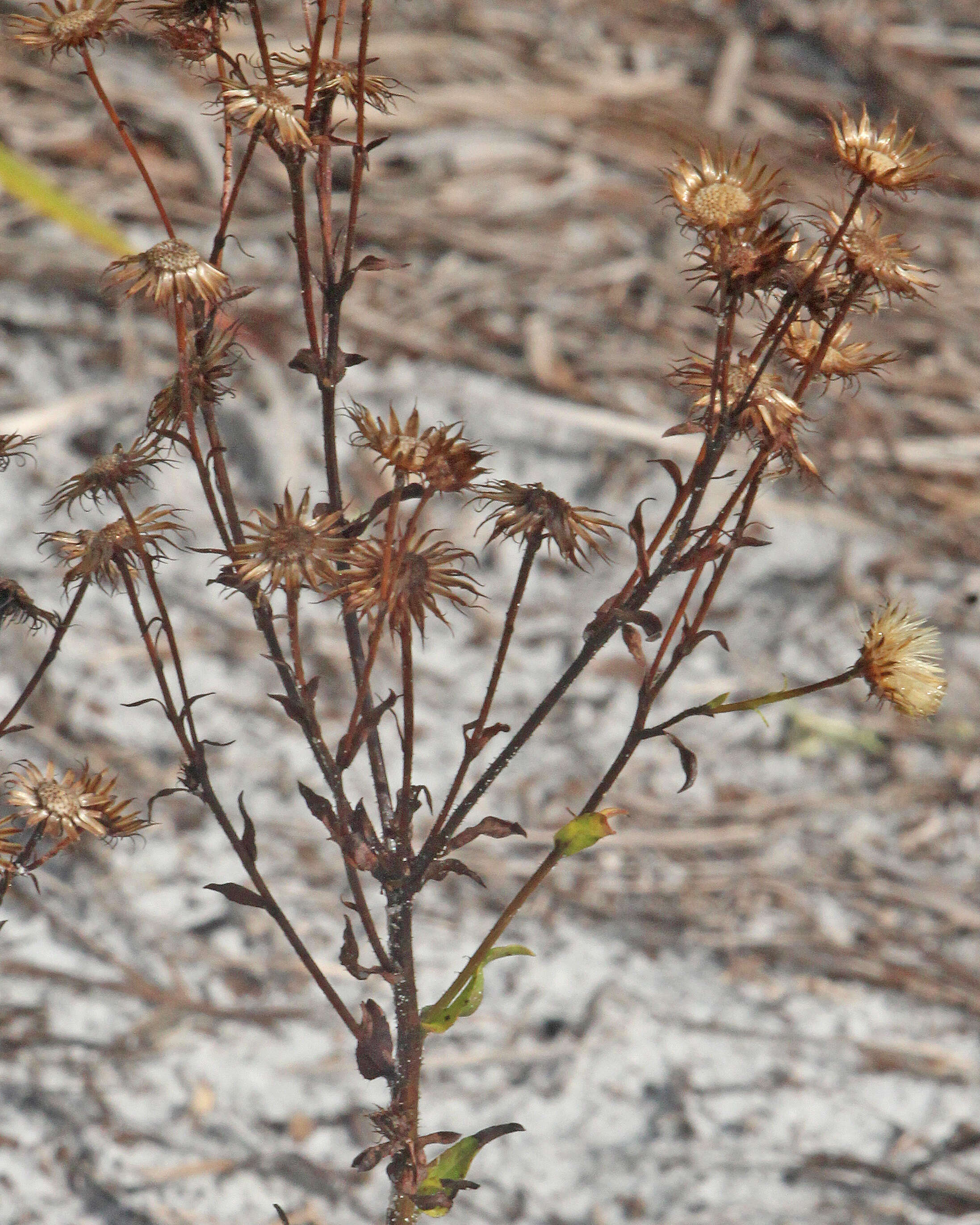 Image of goldenaster