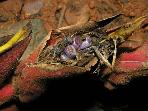 Image of Heliconia pogonantha Cufod.