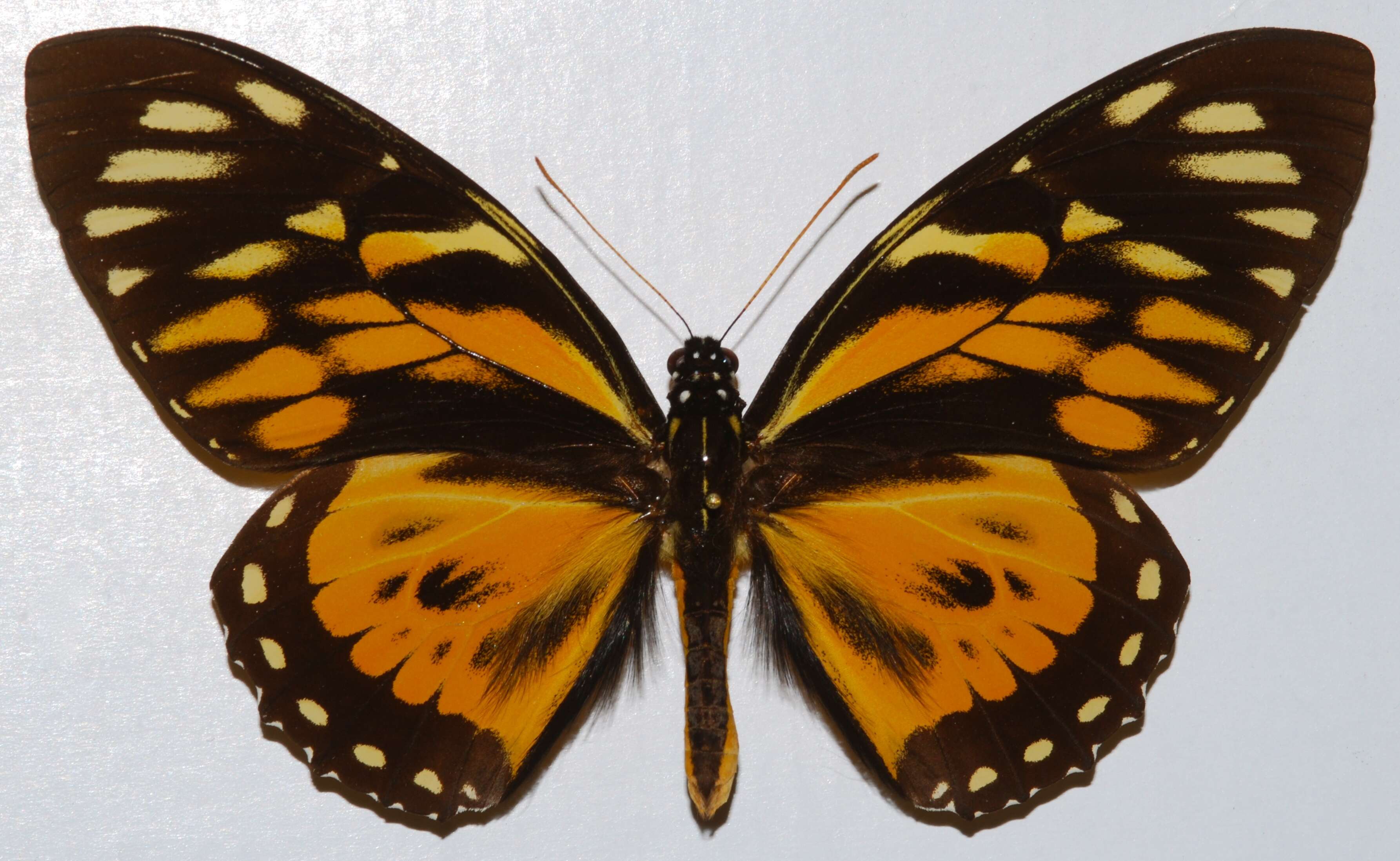 Sivun Papilio zagreus Doubleday 1847 kuva