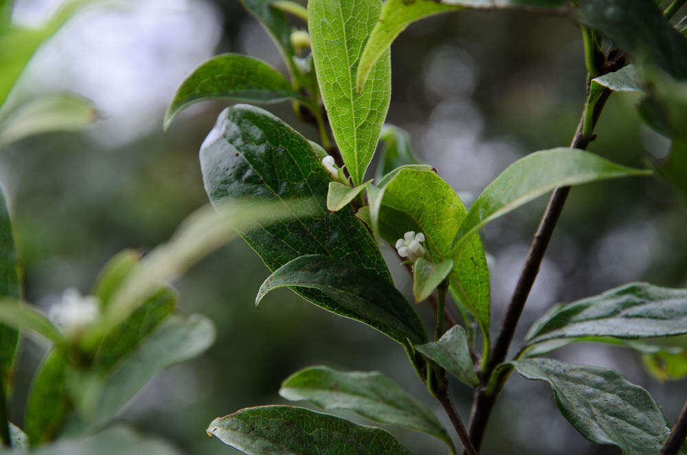 Pittosporum balansae Aug. DC.的圖片