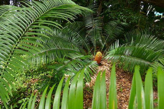 Image of Ground Cycad