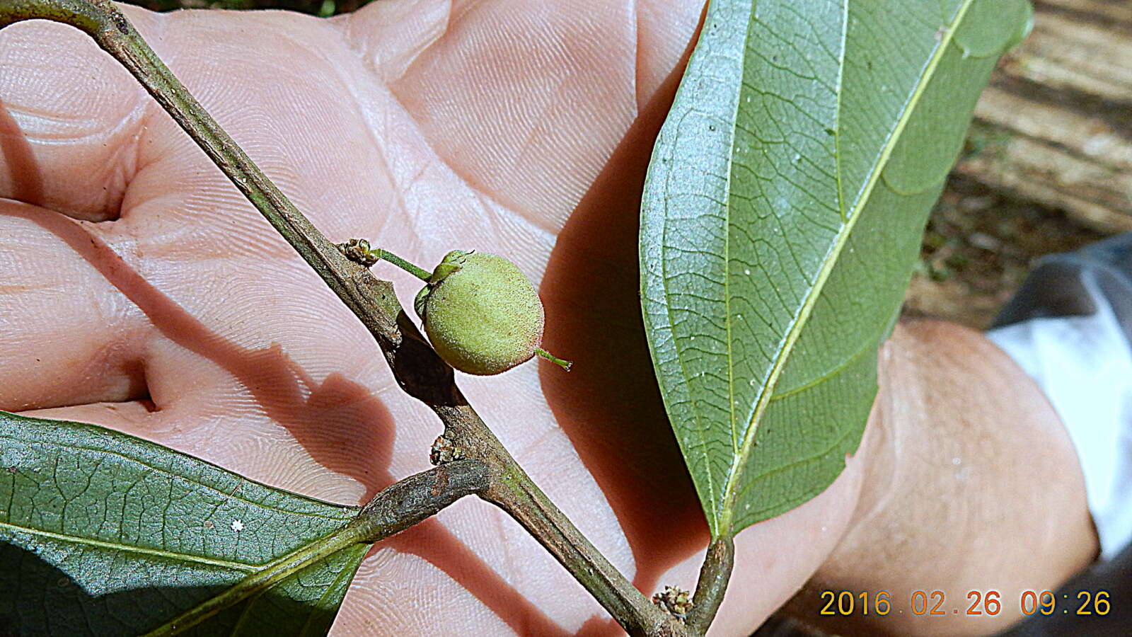 Image of Casearia commersoniana Cambess.