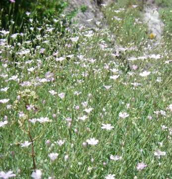 Image de Gypsophile rampante