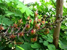 Caesalpinia resmi