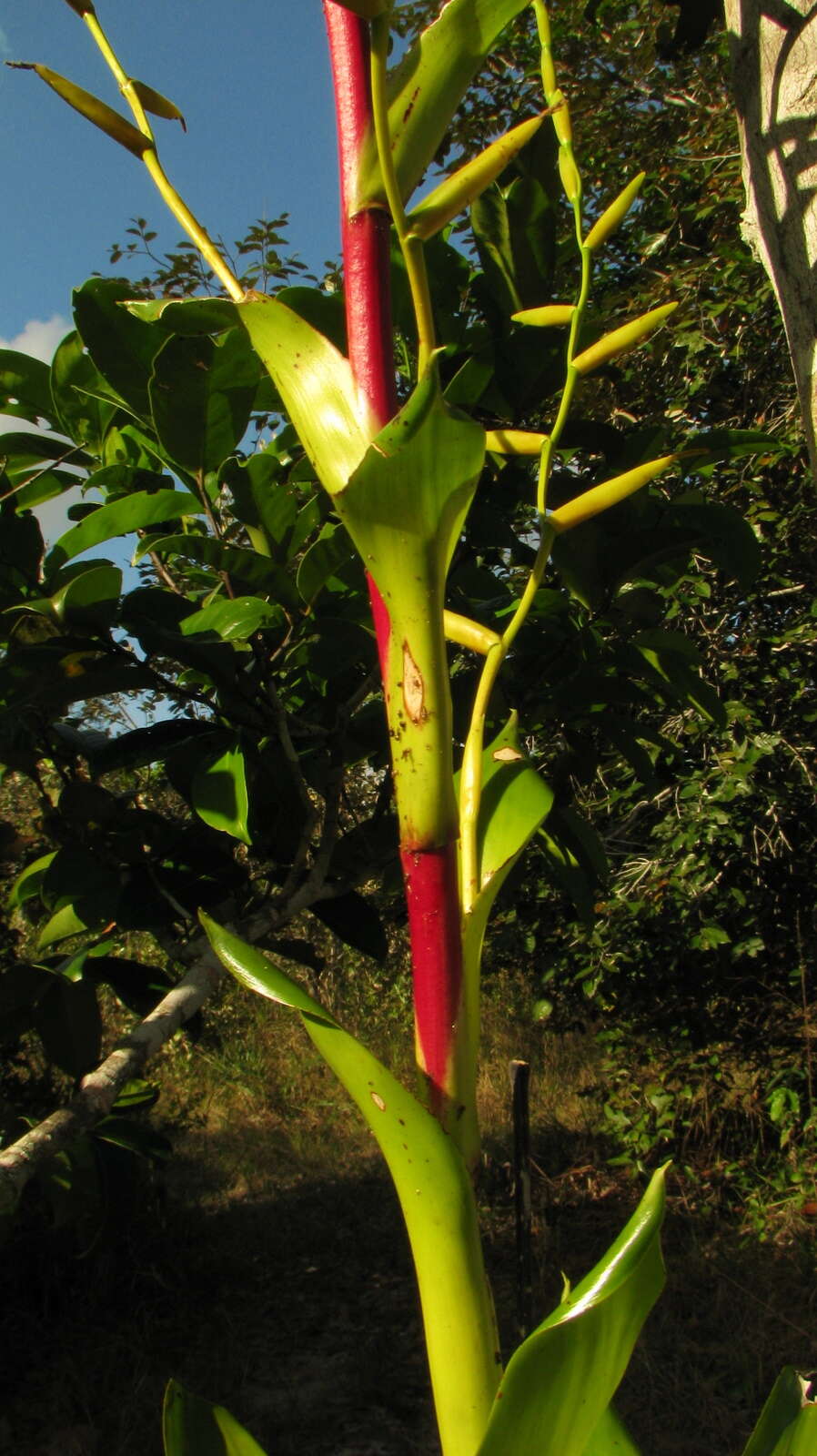 Image of Vriesea procera (Mart. ex Schult. & Schult. fil.) Wittm.