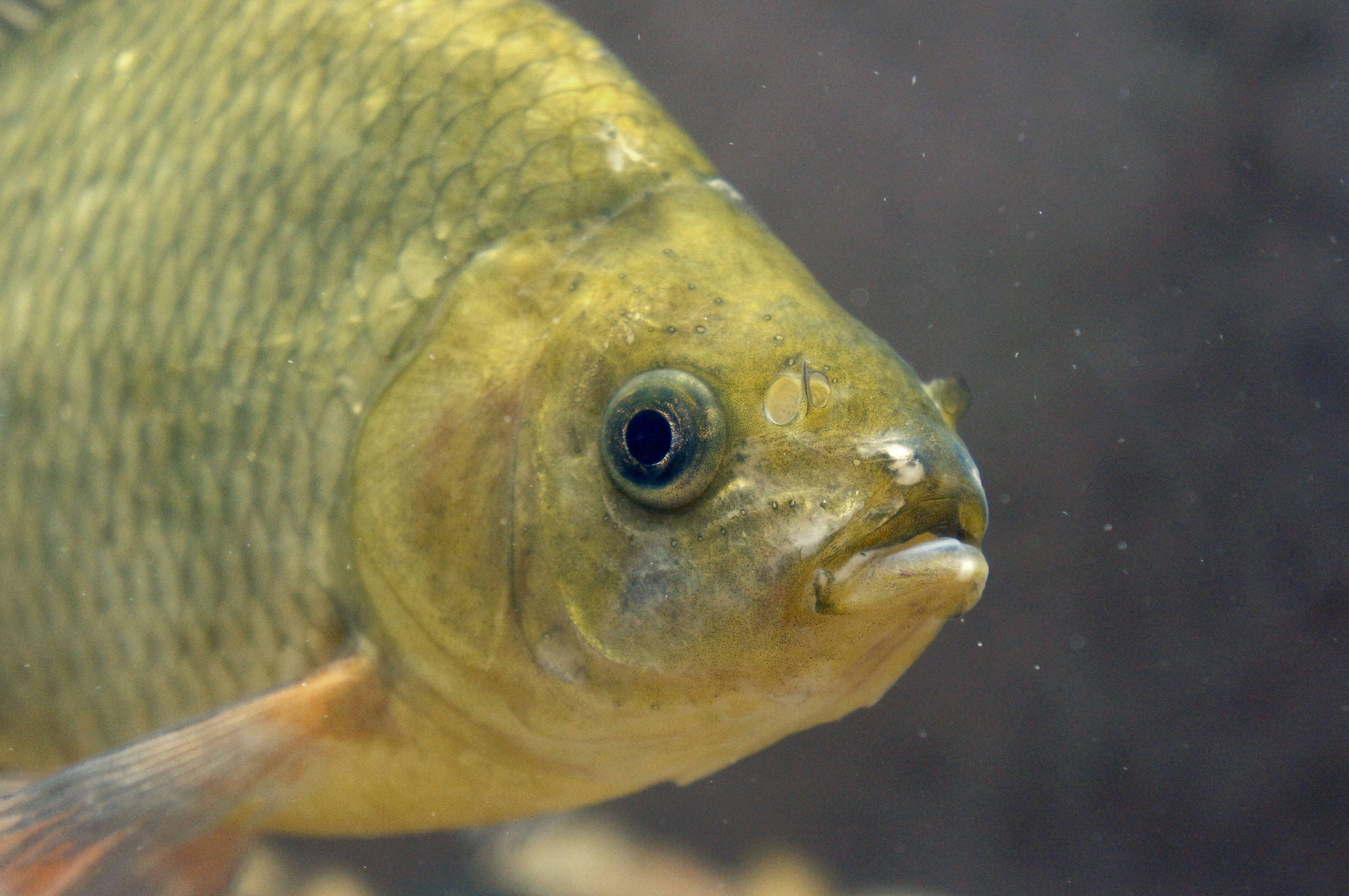 Image of Crucian Carp