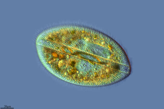 Image of Frontoniidae