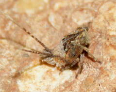 Image de Platybrachys