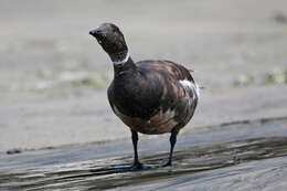 Image of Hawaiian goose