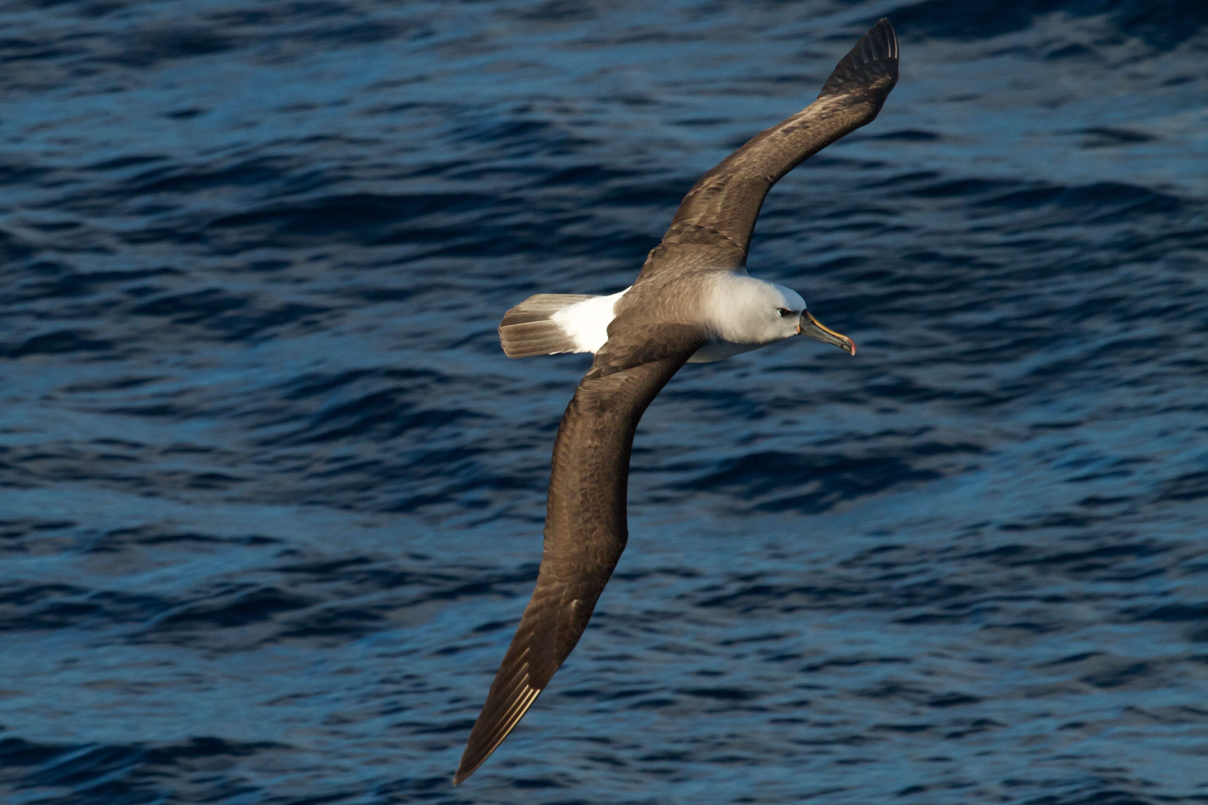 Sivun hoikka-albatrossi kuva