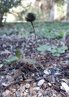 Image of purple coneflower