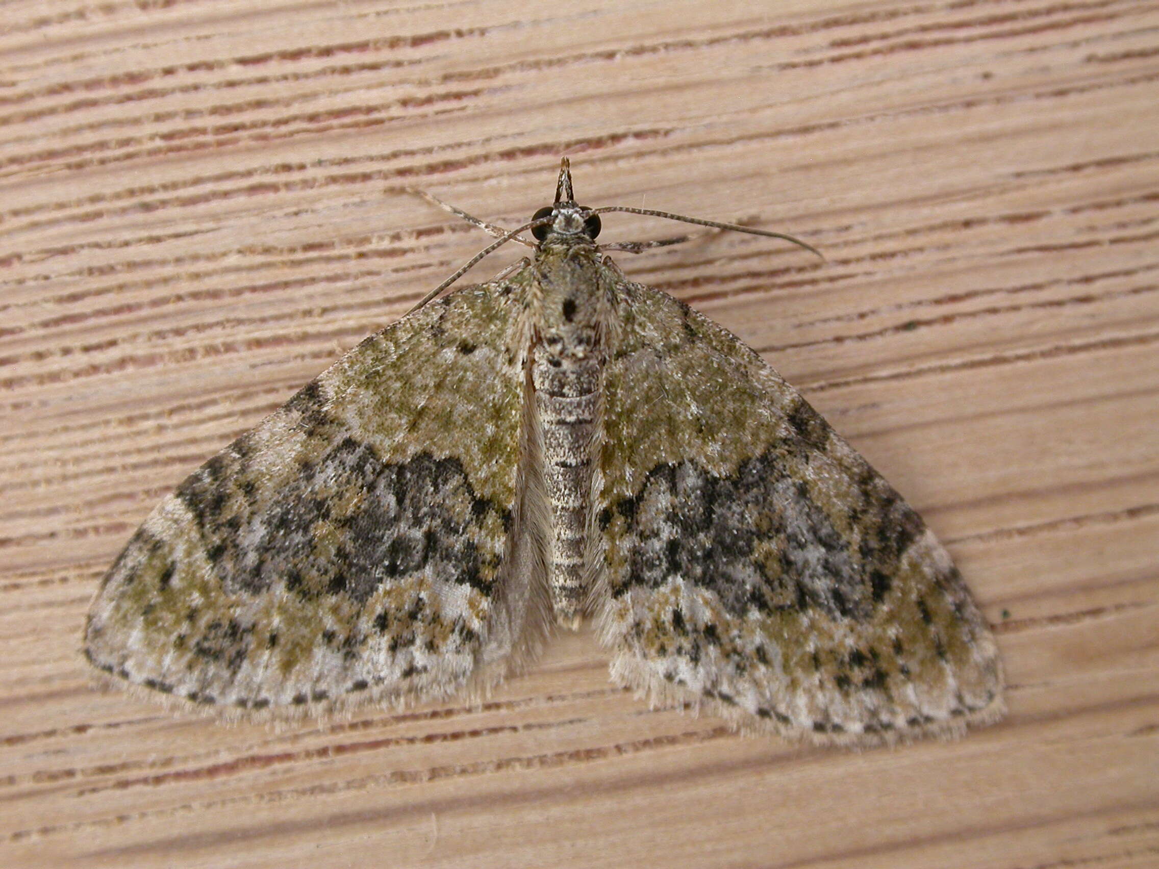 Image of yellow-barred brindle