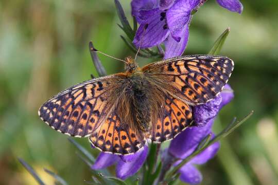 Image of Mountain Fritillary