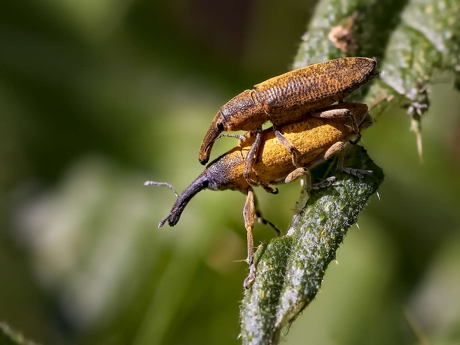 Image of Lixus angustatus Dahl