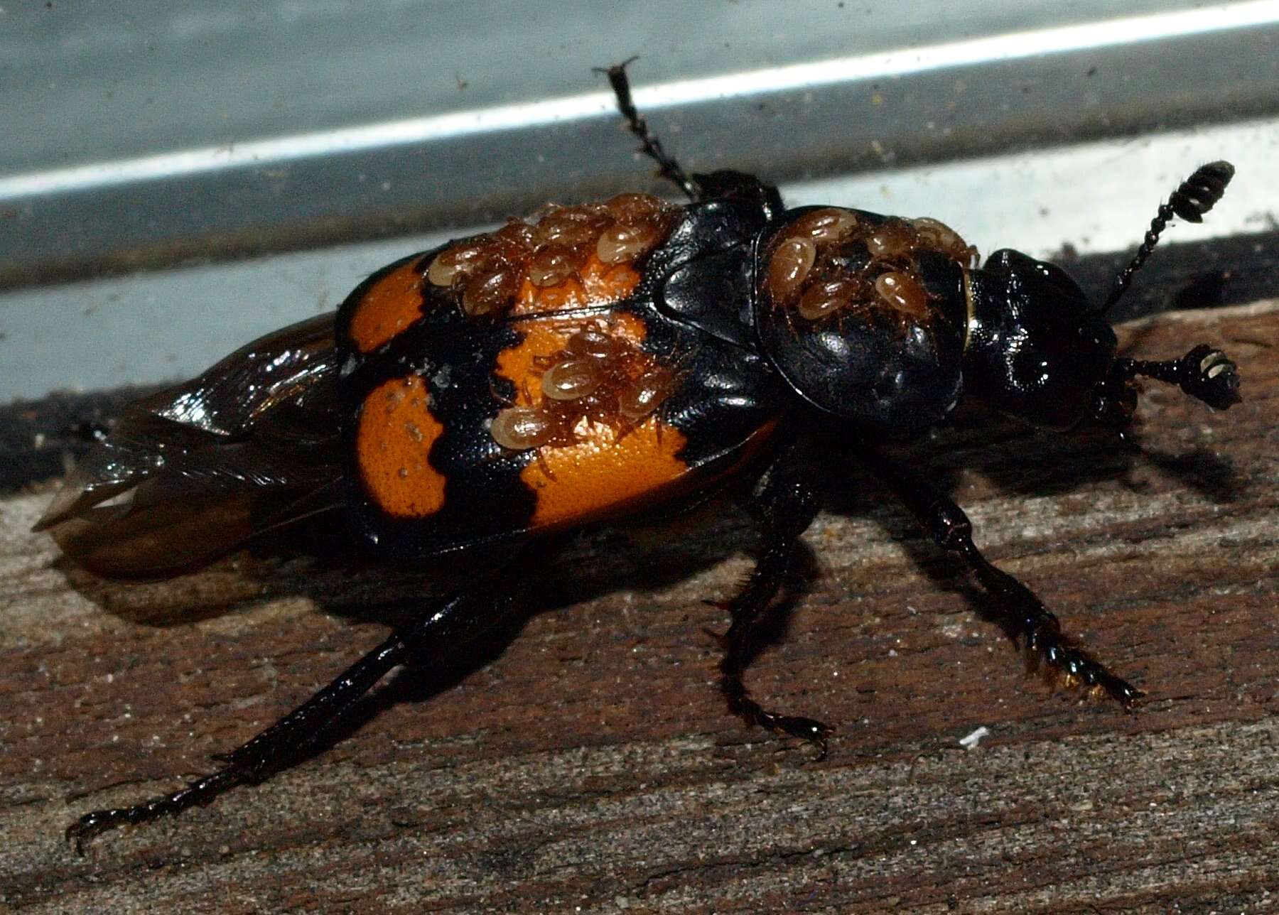 Image of Sexton Beetles