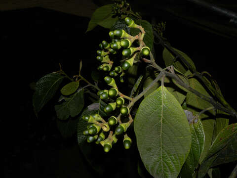 صورة Nectandra reticulata (Ruiz & Pav.) Mez