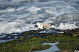 Image of Calidris Merrem 1804