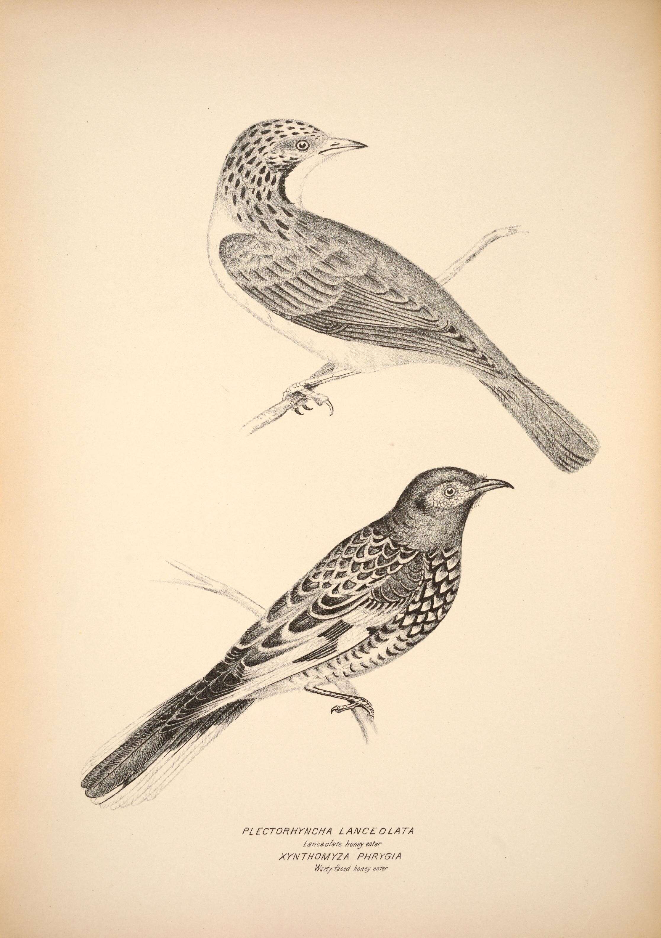 Image of Plectorhyncha Gould 1838