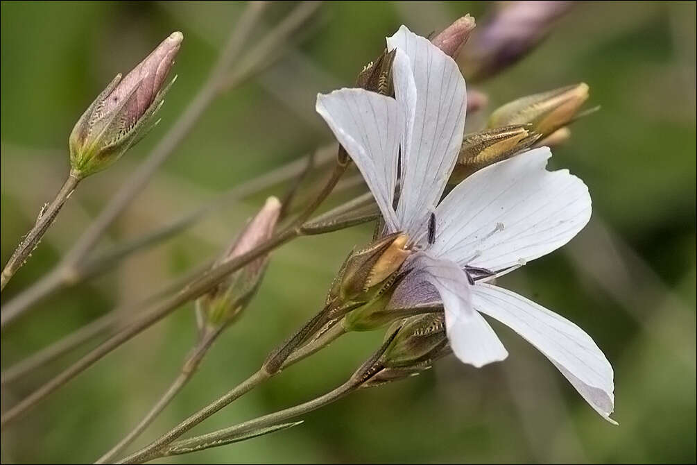 Image of Narrow-leaved Flax