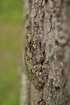 Image of Gray Treefrog