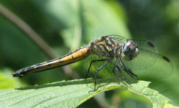 Image of Blue Dasher