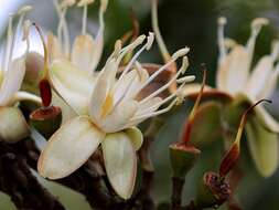 Sivun Hymenaea stigonocarpa Hayne kuva